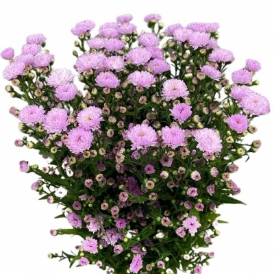 ASTER DOUBLE DATE PINK 60cm/15g