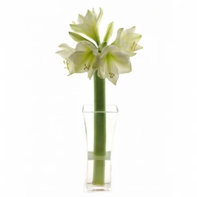 Hvězdník DOUBLE GALAXY WHITE SYMPHONY