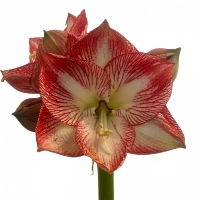 Hvězdník GA CORAL FLAME 90 cm / 4 kv / 10 box