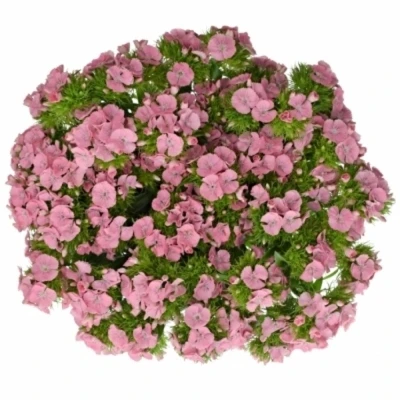 Hvozdík BARBATUS SWEET WILLIAM PINK
