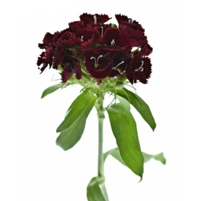 Karafiát BARBATUS QUEEN BREANTHUS 40cm