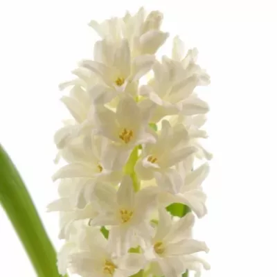 Hyacint Aiolos 25cm