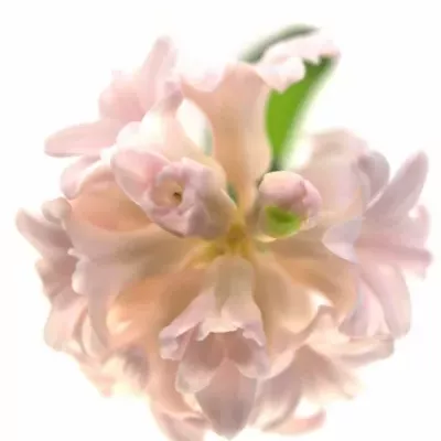 Hyacint CHINA PINK
