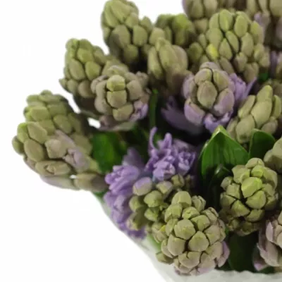 Hyacint CITY OF BRADFOR 30g