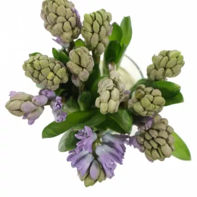 Hyacint CITY OF BRADFOR 30g