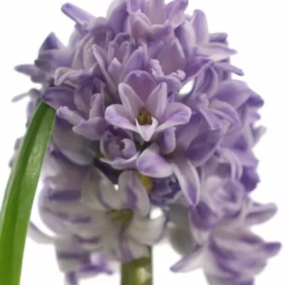 Hyacint CITY OF BRADFOR 30g