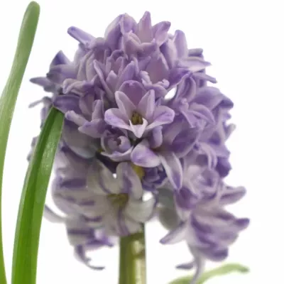 Hyacint CITY OF BRADFOR 20g