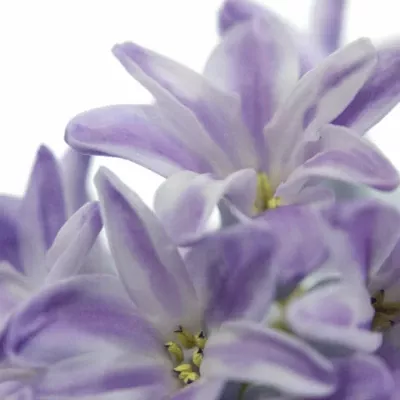 Hyacint CITY OF BRADFOR 30g