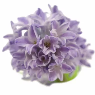 Hyacint CITY OF BRADFOR 30g