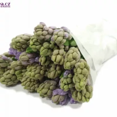 Hyacint CITY OF BRADFOR 30g