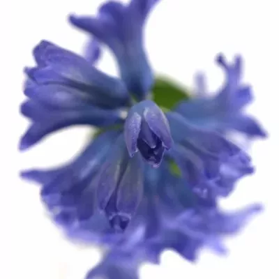 Hyacint DELFT BLUE 