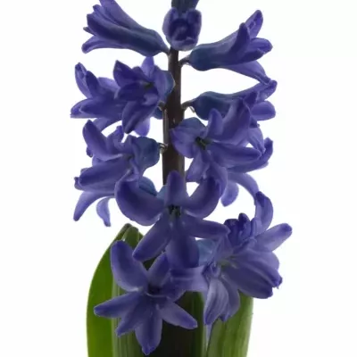 Hyacint DELFT BLUE 