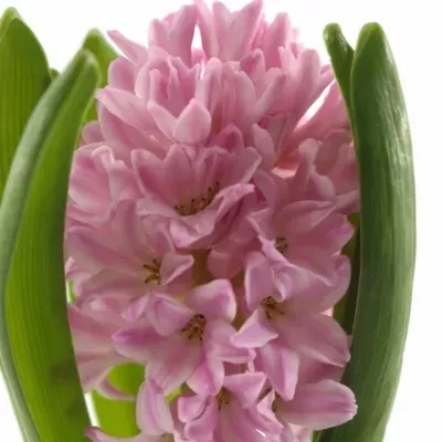 hyacint Fondant