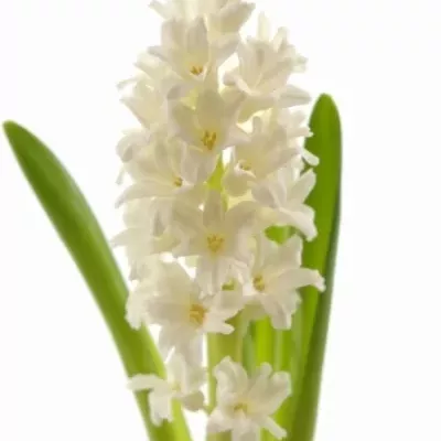 Hyacint POLAR GIANT 30cm/28g