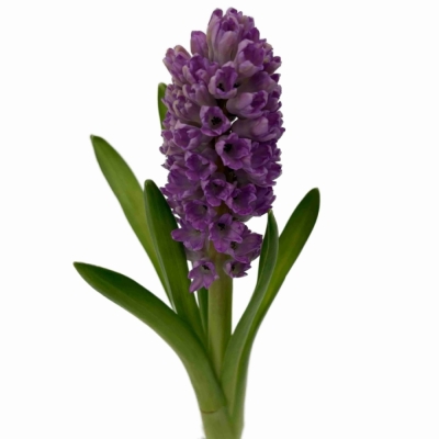 Hyacint PURPLE VOICE