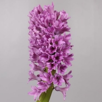 Hyacint PURPLE VOICE 30 cm