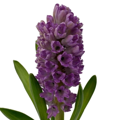 Hyacint PURPLE VOICE 30 cm