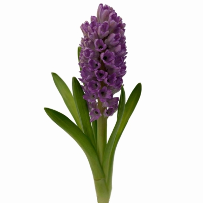 Hyacint PURPLE VOICE