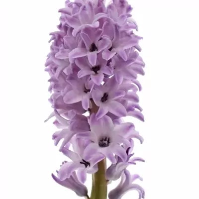 Hyacint SPLENDID CORNELIA 30cm