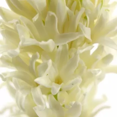 Hyacint WHITE PEARL