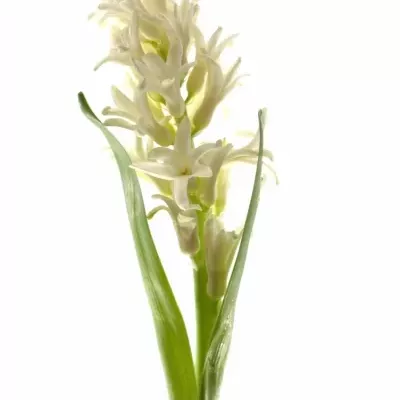 Hyacint WHITE PEARL