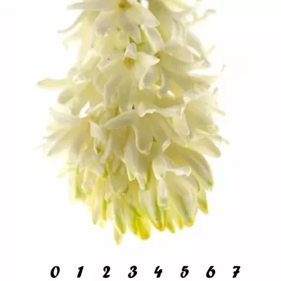 Hyacint WHITE PEARL