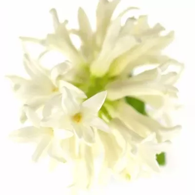 Hyacint WHITE PEARL
