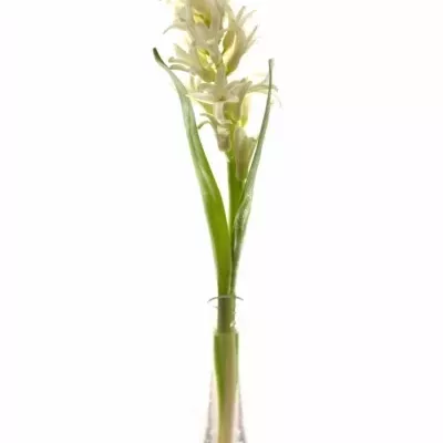 Hyacint WHITE PEARL