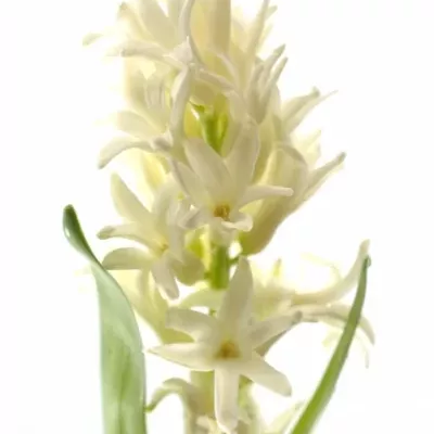 Hyacint WHITE PEARL