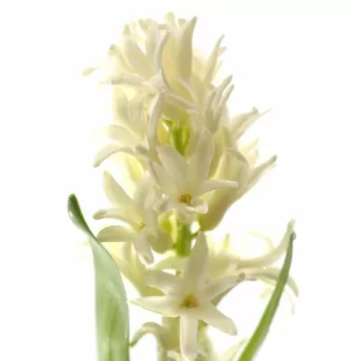 Hyacint WHITE PEARL