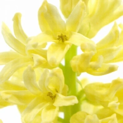 Hyacint YELLOW QUEEN