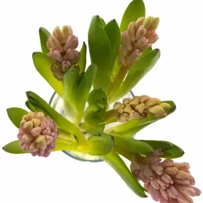 Hyacint ANNA MARIE