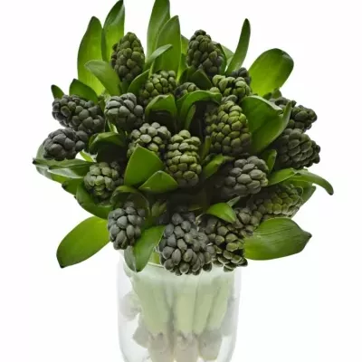 HYACINTHUS CARIBBEAN DREAM 30g