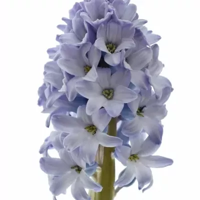 Hyacinthus CARIBBEAN DREAM 30g