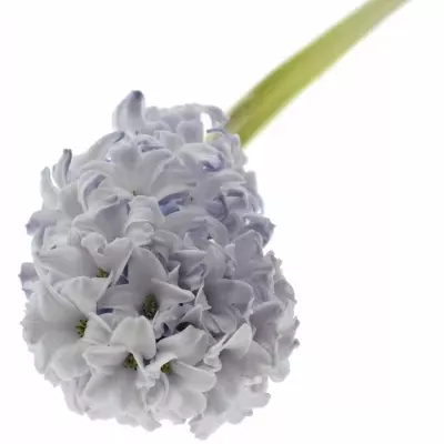 HYACINTHUS CARIBBEAN DREAM 30g