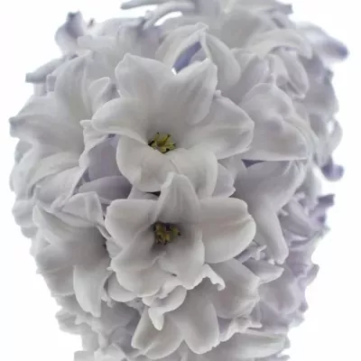 HYACINTHUS CARIBBEAN DREAM 30g