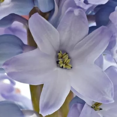 HYACINTHUS CARIBBEAN DREAM 30g