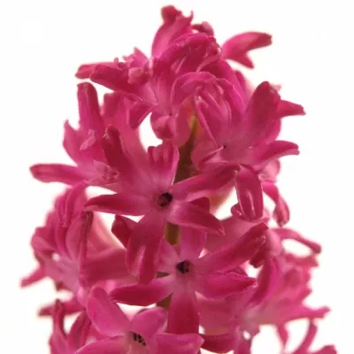 Hyacinthus JAN BOS