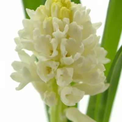 HYACINTHUS LOUVRE