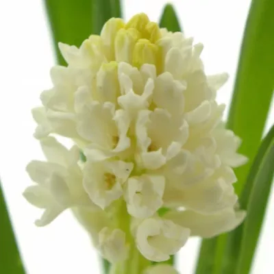 Hyacint LOUVRE 30cm/20g