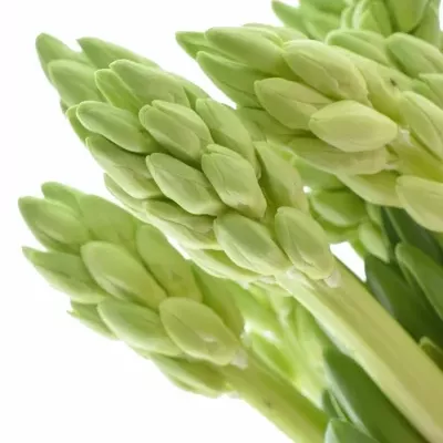 HYACINTHUS WHITE KING 30cm