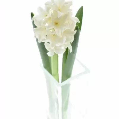 HYACINTHUS WHITE KING 30cm