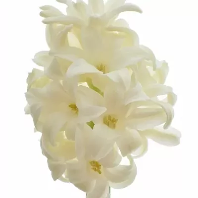 Hyacint WHITE KING 30cm