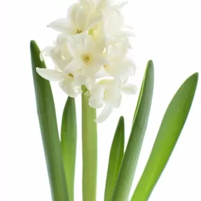 HYACINTHUS WHITE KING 30cm