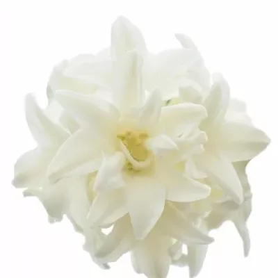 HYACINTHUS WHITE KING 30cm