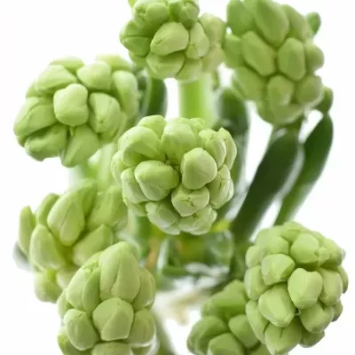 HYACINTHUS WHITE KING 30cm