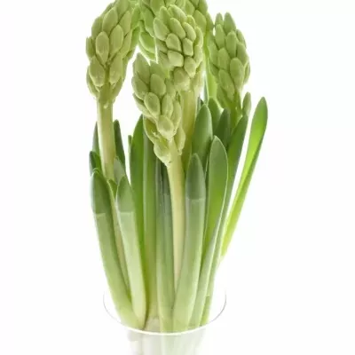 HYACINTHUS WHITE KING 30cm