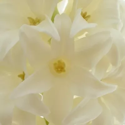 HYACINTHUS WHITE KING 30cm