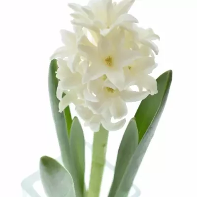 HYACINTHUS WHITE KING 30cm