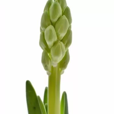 Hyacinthus WHITE KING 30cm